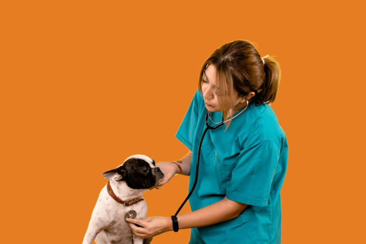 Veterinário